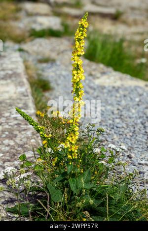 The black mullein, also known as dark mullein, is a plant species from the brownroot family. Stock Photo