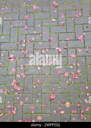 Various red autumn leaves from the Japanese plum tree have fallen onto the paving stones after a rain shower, joints overgrown with moss, Germany Stock Photo