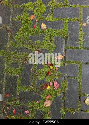 Moss-covered paving stones and autumn leaves in the fall season of October Stock Photo