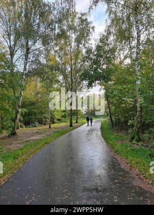 A couple walks on a wet road in the forest with many birch trees, walker in the forest, fall, Germany Stock Photo