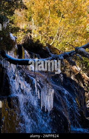 Yellow aspen leaves above a frozen waterfalls on the black rock in Lundy Canyon, California. Stock Photo