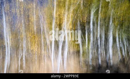 The abstract of autumn trees created by intentional camera movement. Stock Photo