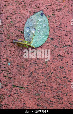 Rose petal with water droplets on paving stone, still life from nature Stock Photo