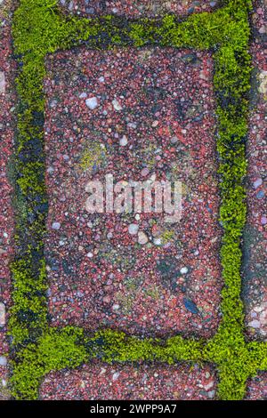 Moss between paving stones, background image Stock Photo