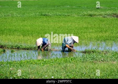 Farmer working in the rice field Asian farmer transplant rice seedlings in rice field, Farmer planting rice in the rainy season. Stock Photo