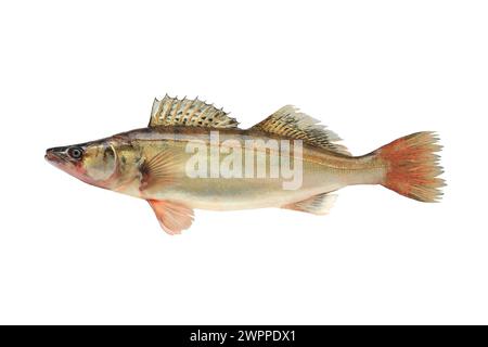 Large pike perch isolated on a white background Stock Photo