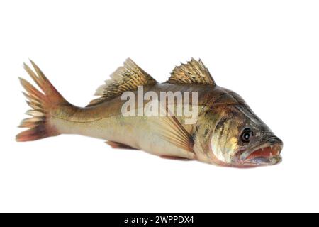 Large pike perch isolated on a white background Stock Photo