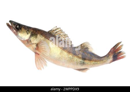 Large pike perch isolated on a white background Stock Photo