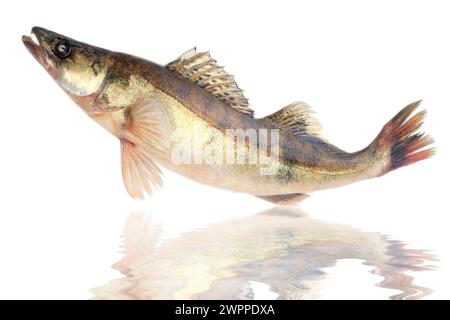 Large pike perch isolated on a white background Stock Photo