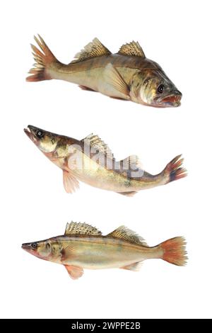 Large pike perch isolated on a white background Stock Photo