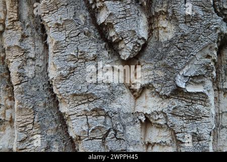Close-up of textured grey Black Cottonwood (Populus trichocarpa) bark in Beartooth Mountains, Montana Stock Photo