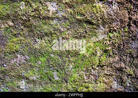 Natural texture of stone wall with moss on shallow focus. Stock Photo