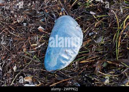 Portugese Man O'War stranded in the wrack line at Crandon Park, Key Biscayne, Miami, Florida, USA Stock Photo