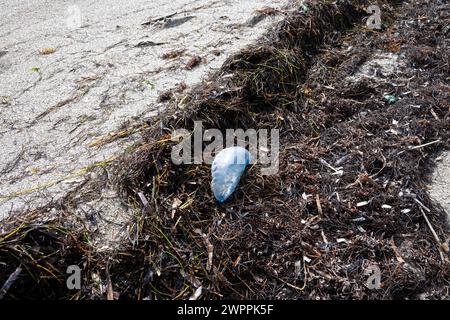 Portugese Man O'War stranded in the wrack line at Crandon Park, Key Biscayne, Miami, Florida, USA Stock Photo