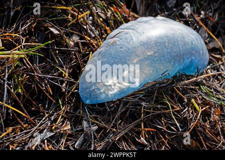 Portugese Man O'War stranded in the wrack line at Crandon Park, Key Biscayne, Miami, Florida, USA Stock Photo