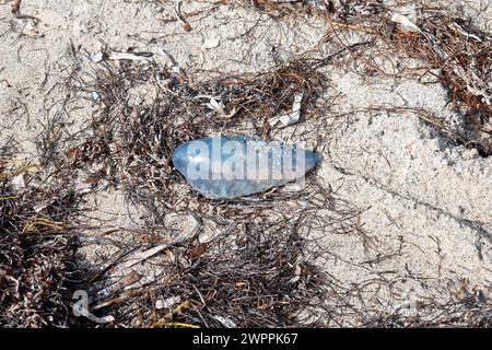 Portugese Man O'War stranded in the wrack line at Crandon Park, Key Biscayne, Miami, Florida, USA Stock Photo