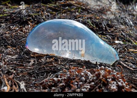 Portugese Man O'War stranded in the wrack line at Crandon Park, Key Biscayne, Miami, Florida, USA Stock Photo