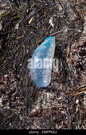 Portugese Man O'War stranded in the wrack line at Crandon Park, Key Biscayne, Miami, Florida, USA Stock Photo