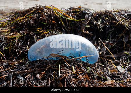 Portugese Man O'War stranded in the wrack line at Crandon Park, Key Biscayne, Miami, Florida, USA Stock Photo