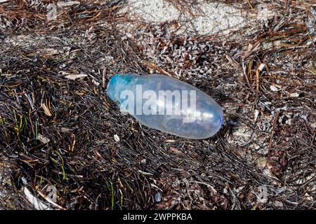 Portugese Man O'War stranded in the wrack line at Crandon Park, Key Biscayne, Miami, Florida, USA Stock Photo