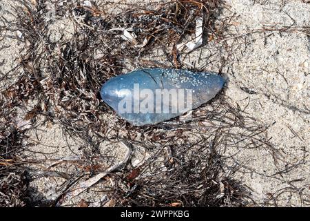 Portugese Man O'War stranded in the wrack line at Crandon Park, Key Biscayne, Miami, Florida, USA Stock Photo