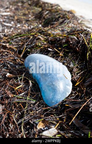 Portugese Man O'War stranded in the wrack line at Crandon Park, Key Biscayne, Miami, Florida, USA Stock Photo