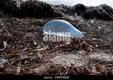 Portugese Man O'War stranded in the wrack line at Crandon Park, Key Biscayne, Miami, Florida, USA Stock Photo