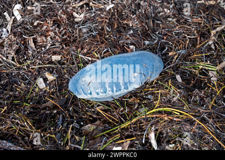 Portugese Man O'War stranded in the wrack line at Crandon Park, Key Biscayne, Miami, Florida, USA Stock Photo