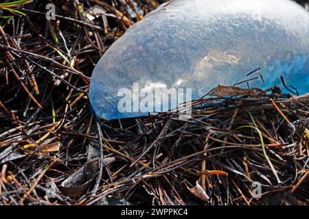 Portugese Man O'War stranded in the wrack line at Crandon Park, Key Biscayne, Miami, Florida, USA Stock Photo