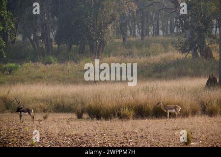 Blackbuck doe and buck, Kanha Stock Photo