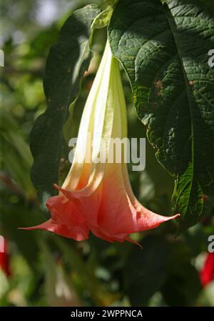 Brugmansia sanguinea Flower, San Hose, Costa Rica. Stock Photo
