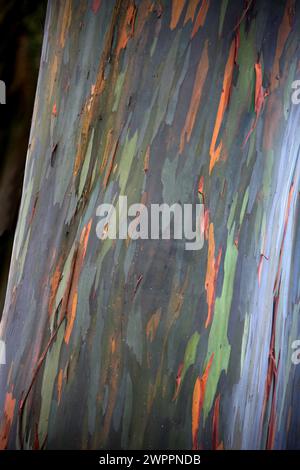 Eucalyptus Tree Bark, Eucalypteae, Myrtaceae. Stock Photo