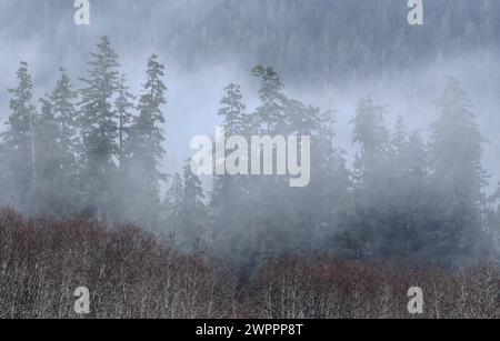 Trees and mist along the Hoh River in Olympic National Park in Washington. Stock Photo