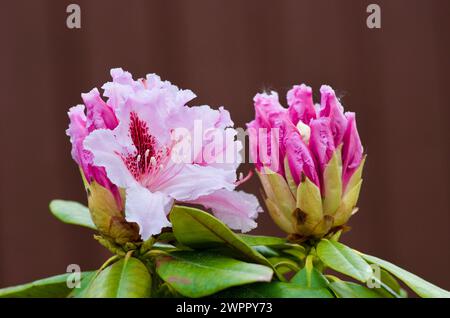 Evergreen rhododendron bush with pink flowers and green leaves. Stock Photo