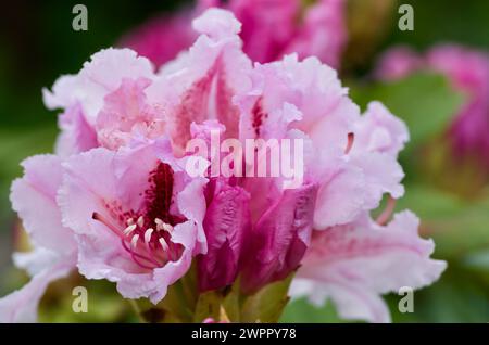 Close-up of evergreen rhododendron bush with pink patterned flowers in spring. Stock Photo