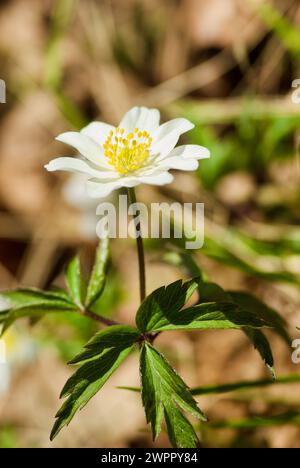 Close-up of flowering wood anemone in early spring. Stock Photo