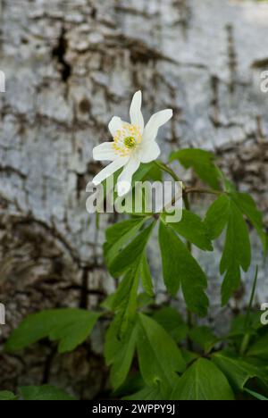 One blooming white wood anomone in front of a birch stock laying on the ground. Stock Photo