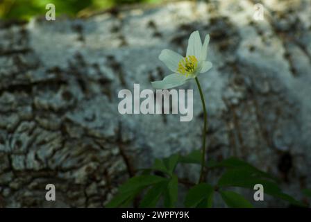 One blooming white wood anomone in front of a birch stock laying on the ground. Stock Photo