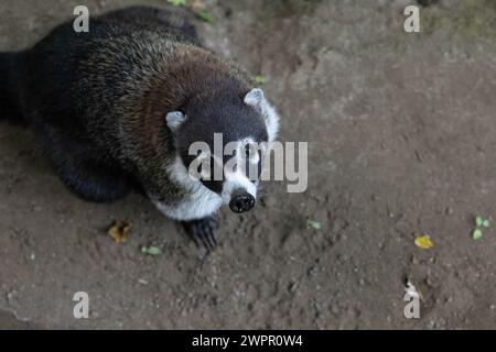 White- nosed  coati  raccoon in Costa Rica Stock Photo