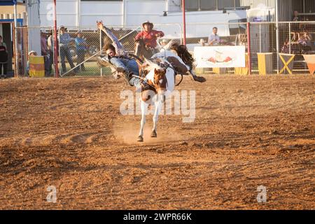 Saddle Bronc Rider being bucked off his horse at Kyabram Rodeo Kyabram Victoria Australia 8th March 2024 credit P.j.Hickox/Alamy LIve News Stock Photo