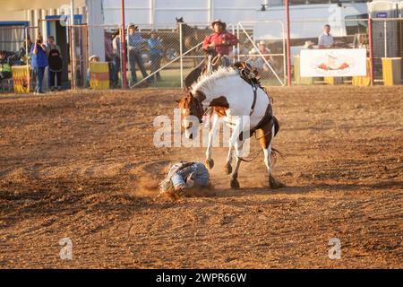 Saddle Bronc Rider biting the dust after being bucked off his horse at Kyabram Rodeo Kyabram Victoria Australia 8th March 2024 credit P.j.Hickox/Alamy LIve News Stock Photo