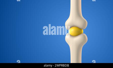 Human bone joint cavity with synovial fluid Stock Photo