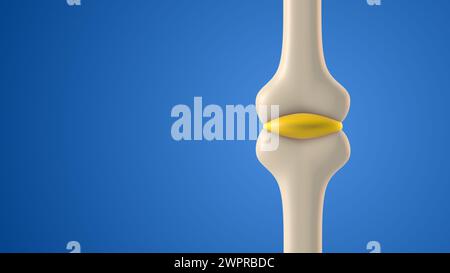 Human bone joint cavity with synovial fluid Stock Photo