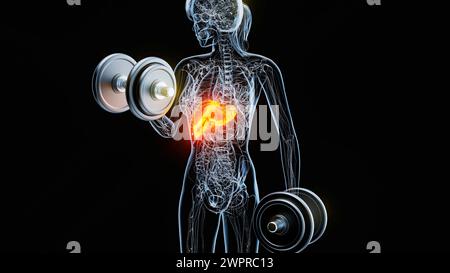 Woman doing biceps curls, illustration Stock Photo