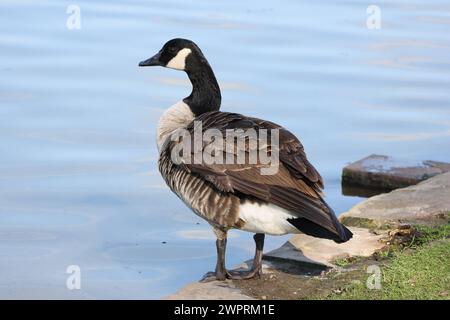 Canada goose in the Rheinaue Bonn Germany Stock Photo Alamy