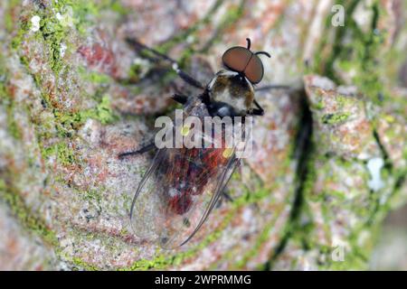 Male of Black fly (Family Simuliidae), extreme close-up with very high magnification. Stock Photo