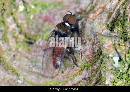 Male of Black fly (Family Simuliidae), extreme close-up with very high magnification. Stock Photo