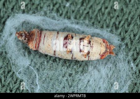 Butterfly, moth caterpillar parasitized and killed by parasitoid ...