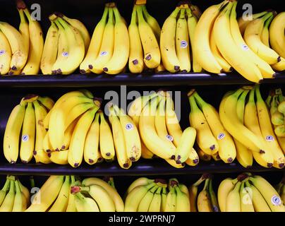 Bananas arranged on shelves in the fruit section of a Supermarket at Sprowston, Norfolk, England, United Kingdom. Stock Photo
