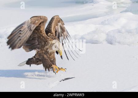 An adult White-tailed Eagle (Haliaeetus albicilla) grabbing a fish on the sea ice off Rausu, Hokkaido, Japan Stock Photo